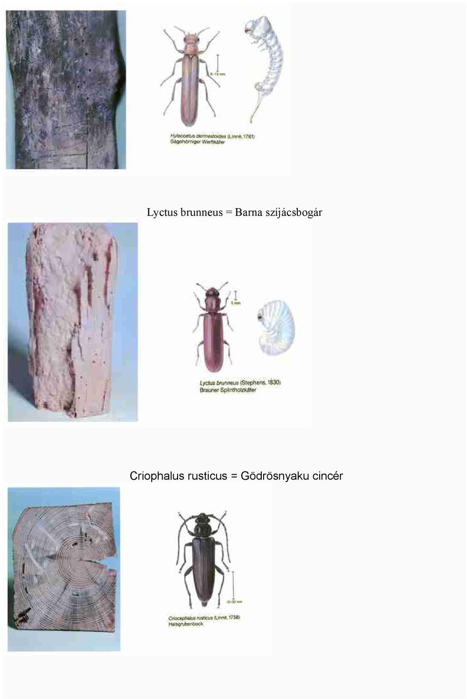 Criophalus rusticus