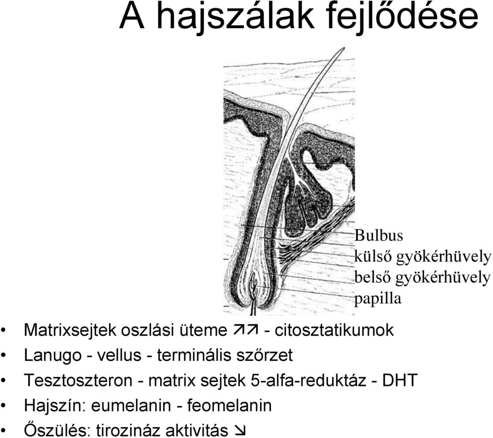 5-alfa-reduktáz - DHT Hajszín: eumelanin - feomelanin Őszülés: