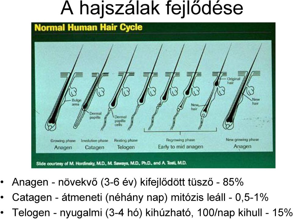 (néhány nap) mitózis leáll - 0,5-1% Telogen -