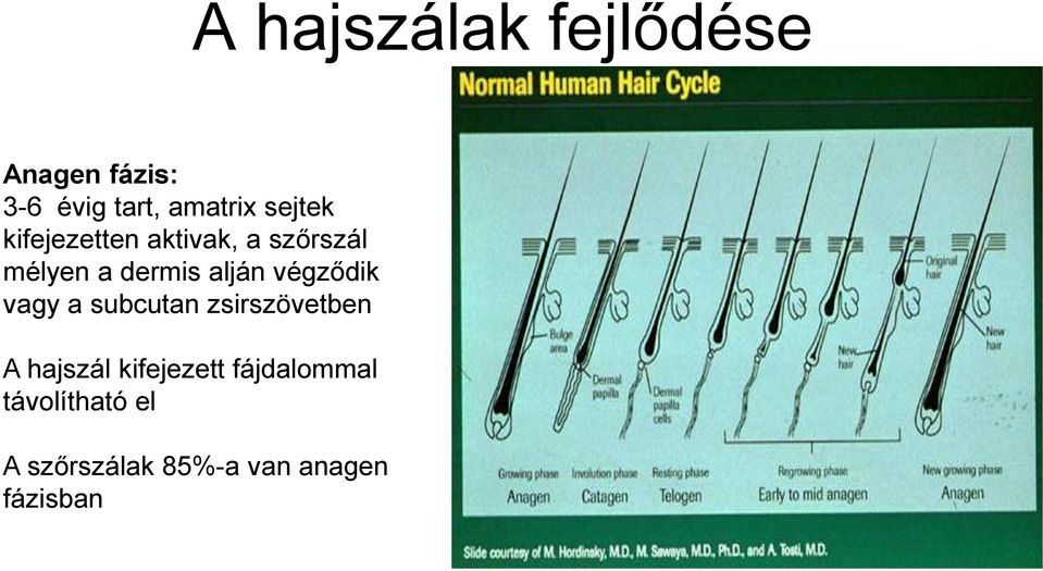 végződik vagy a subcutan zsirszövetben A hajszál kifejezett