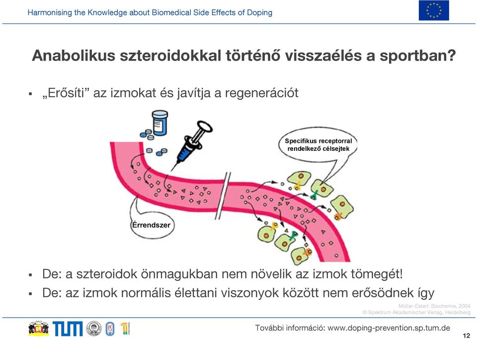 Érrendszer De: a szteroidok önmagukban nem növelik az izmok tömegét!