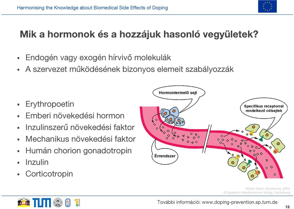 Emberi növekedési hormon Inzulinszerű növekedési faktor Mechanikus növekedési faktor Humán chorion