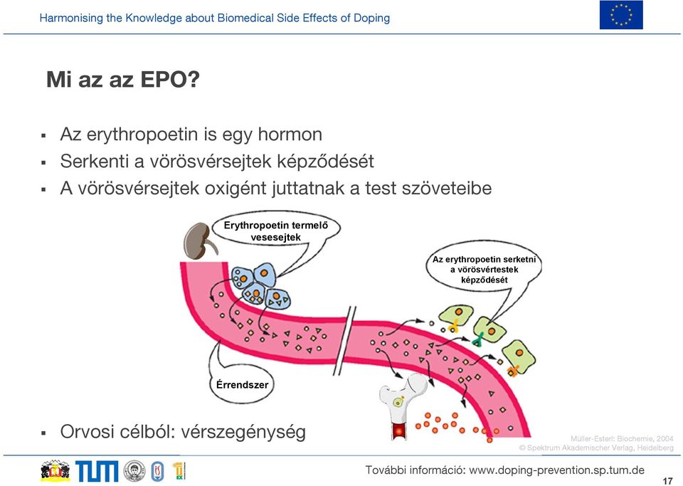 vörösvérsejtek oxigént juttatnak a test szöveteibe Erythropoetin termelő vesesejtek