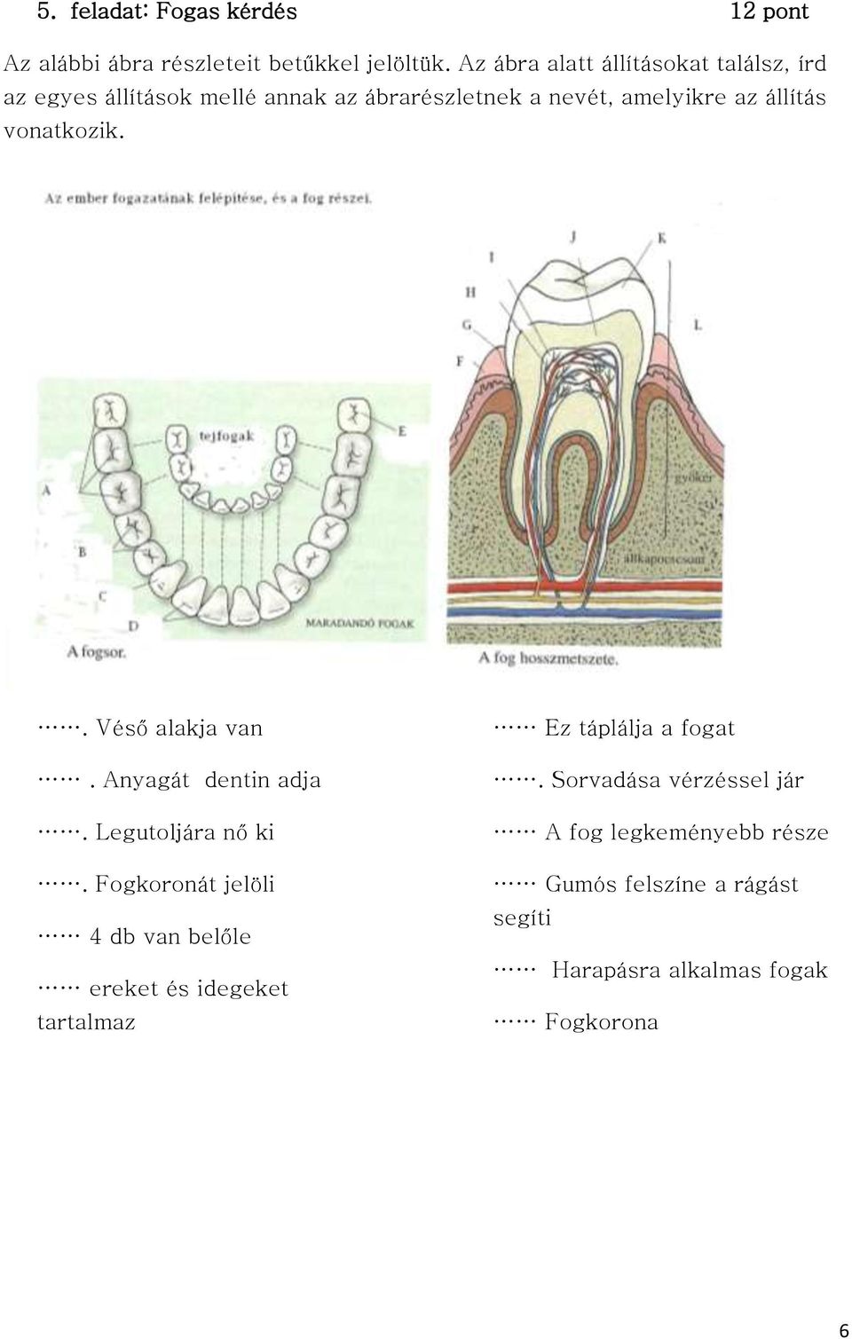 állítás vonatkozik.. Véső alakja van. Anyagát dentin adja. Legutoljára nő ki.