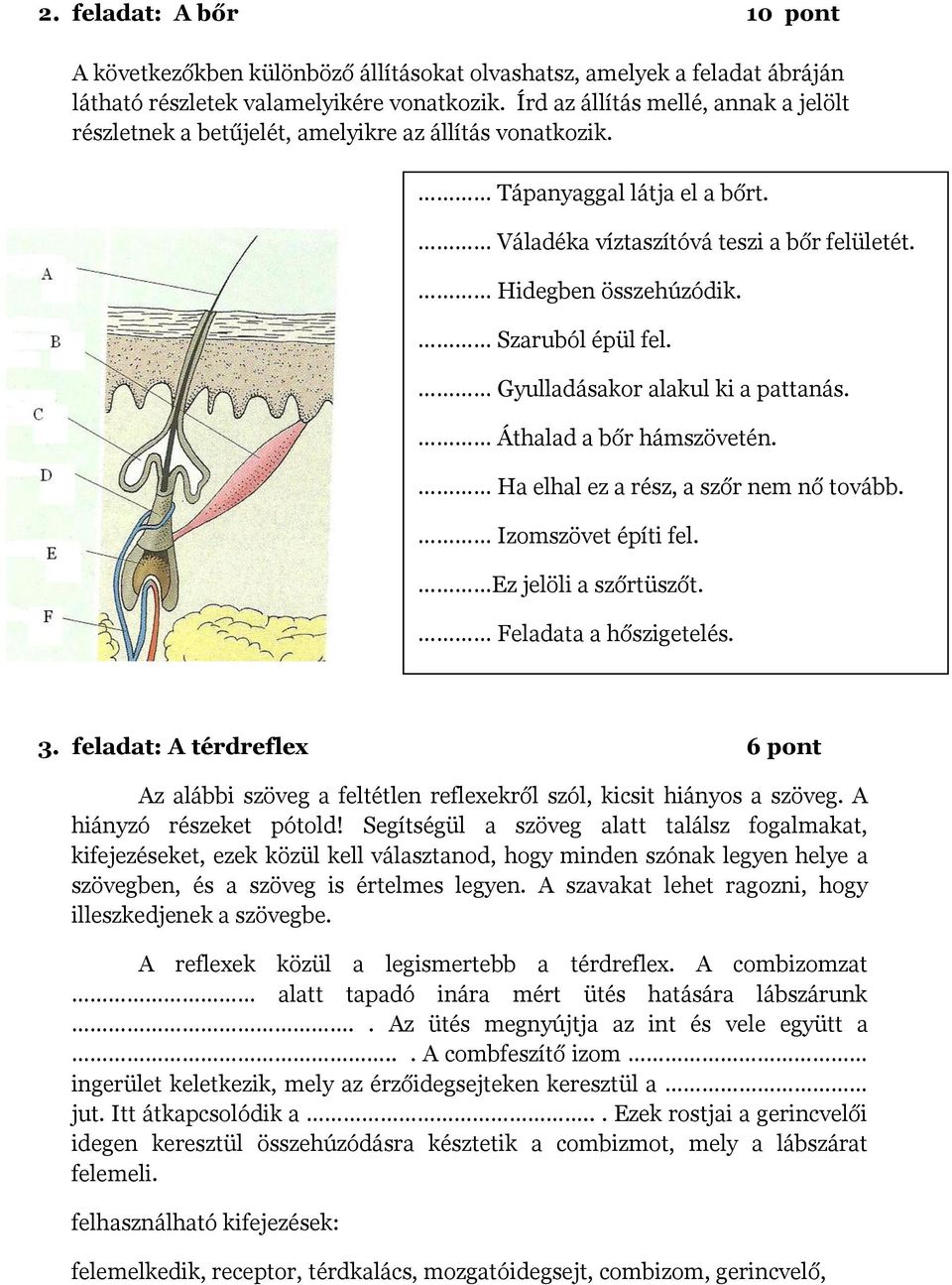 Szaruból épül fel. Gyulladásakor alakul ki a pattanás. Áthalad a bőr hámszövetén. Ha elhal ez a rész, a szőr nem nő tovább. Izomszövet építi fel. Ez jelöli a szőrtüszőt. Feladata a hőszigetelés. 3.