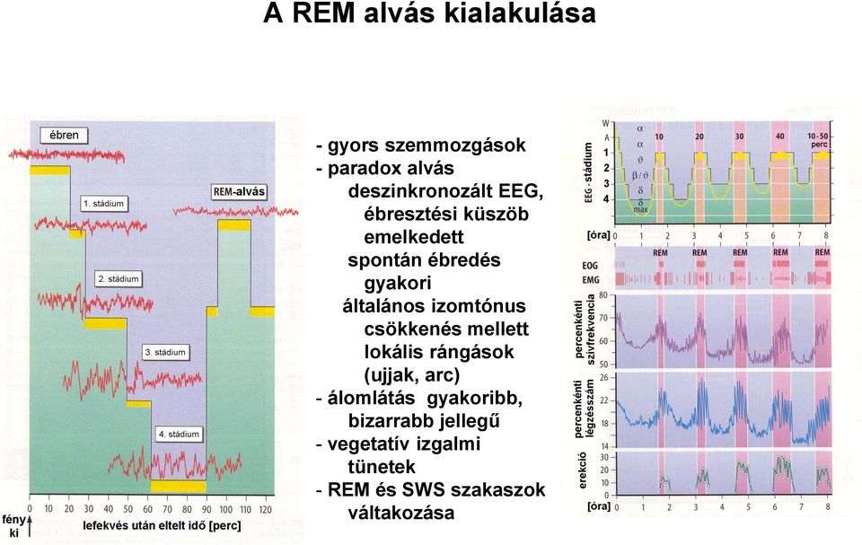 izomtónus csökkenés mellett lokális rángások (ujjak, arc) - álomlátás