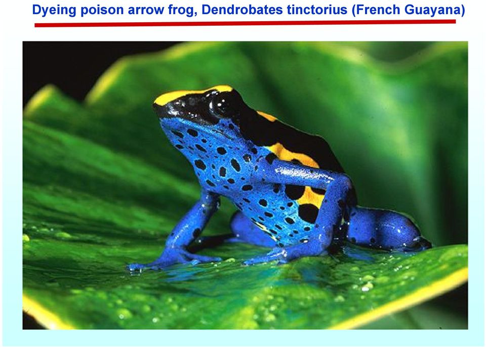 Dendrobates