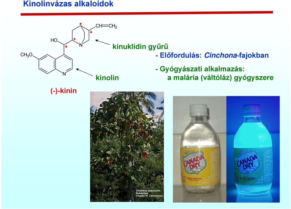 Cinchona-fajokban (-)-kinin kinolin -