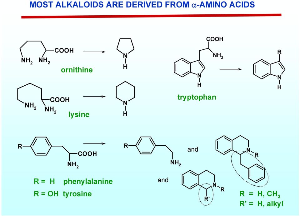 lysine R 2 C R 2 and R R = phenylalanine