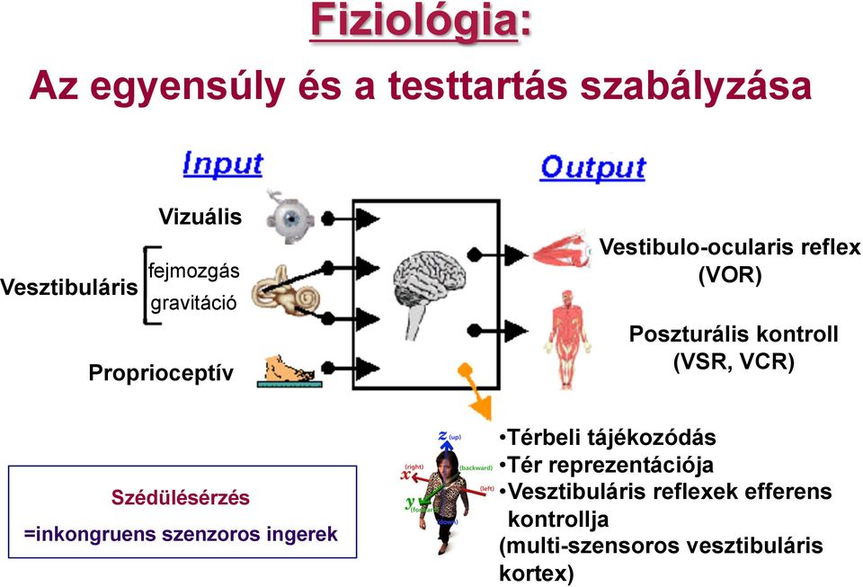 (VSR, VCR) Szédülésérzés =inkongruens szenzoros ingerek Térbeli tájékozódás Tér
