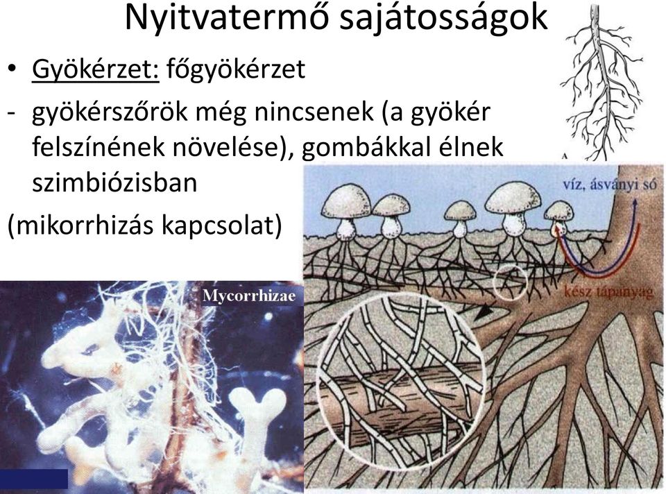 (a gyökér felszínének növelése),