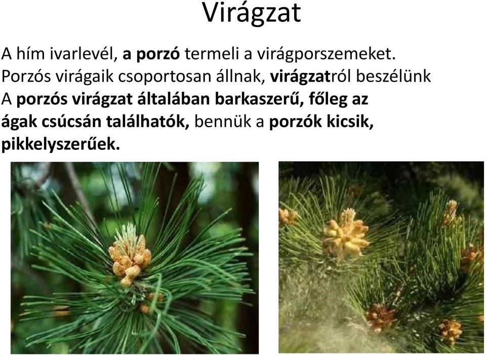 Porzós virágaik csoportosan állnak, virágzatról beszélünk