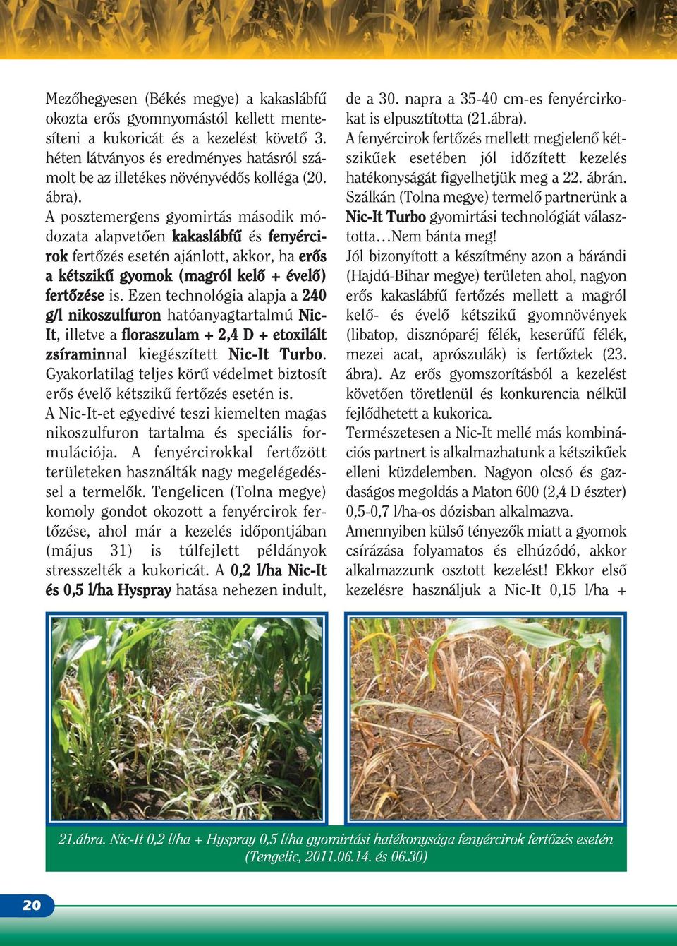 A posztemergens gyomirtás második módozata alapvetôen kakaslábfû és fenyércirok fertôzés esetén ajánlott, akkor, ha erôs a kétszikû gyomok (magról kelô + évelô) fertôzése is.