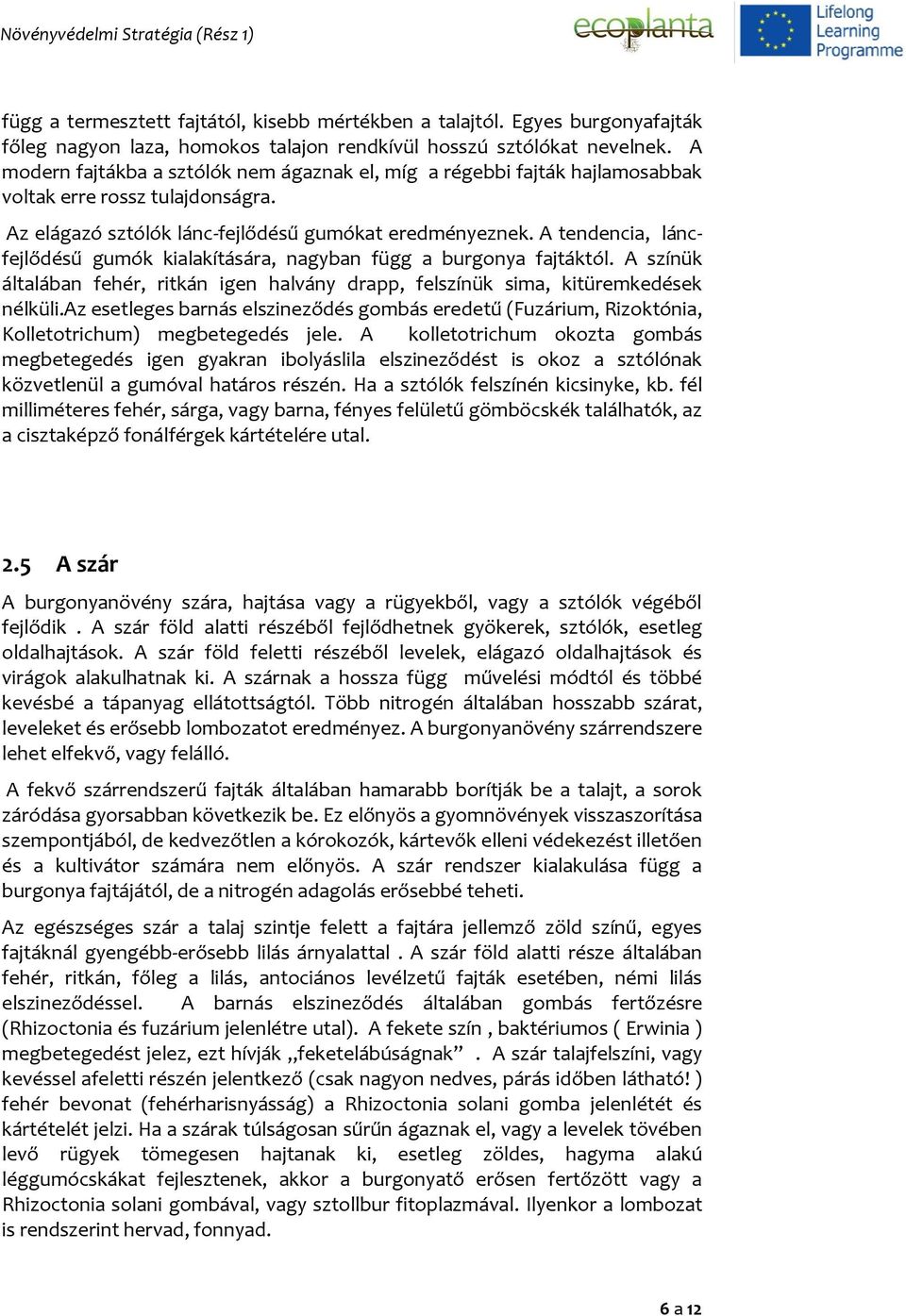 A tendencia, láncfejlődésű gumók kialakítására, nagyban függ a burgonya fajtáktól. A színük általában fehér, ritkán igen halvány drapp, felszínük sima, kitüremkedések nélküli.