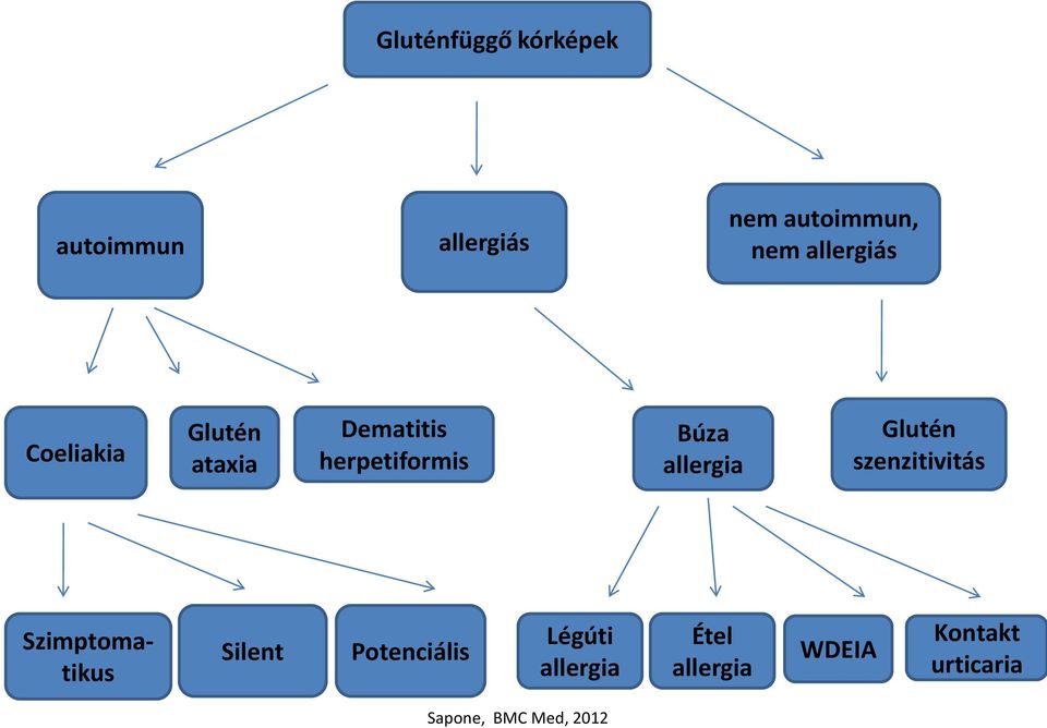 allergia Glutén szenzitivitás Szimptomatikus Silent Potenciális