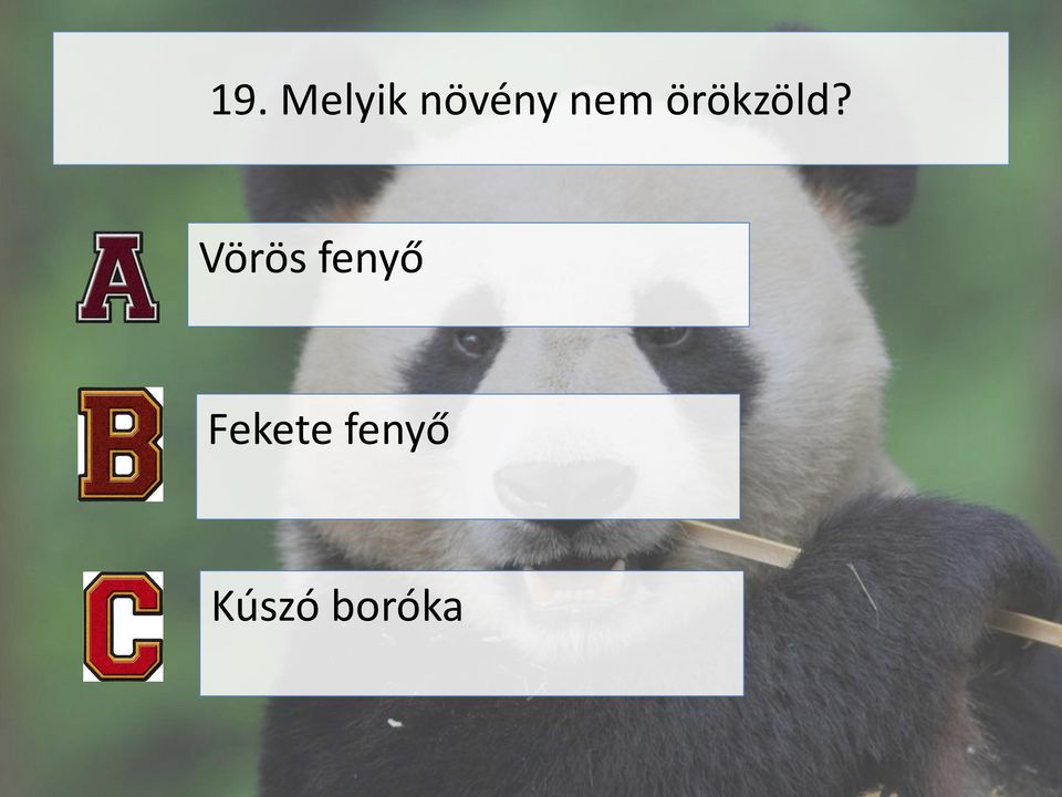 Vörös fenyő