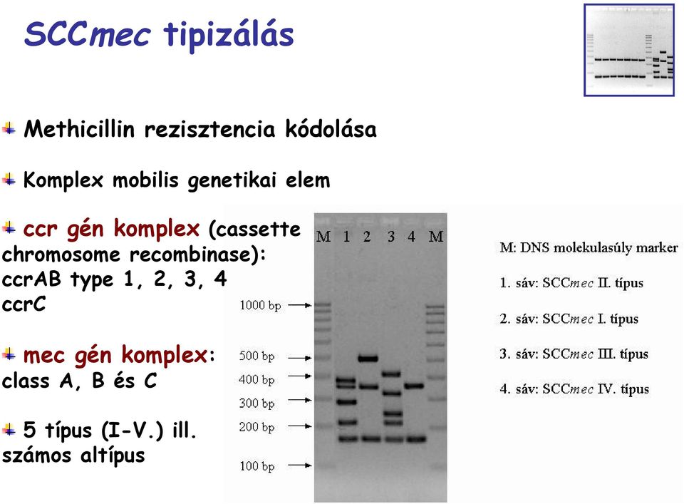 chromosome recombinase): ccrab type 1, 2, 3, 4 ccrc mec