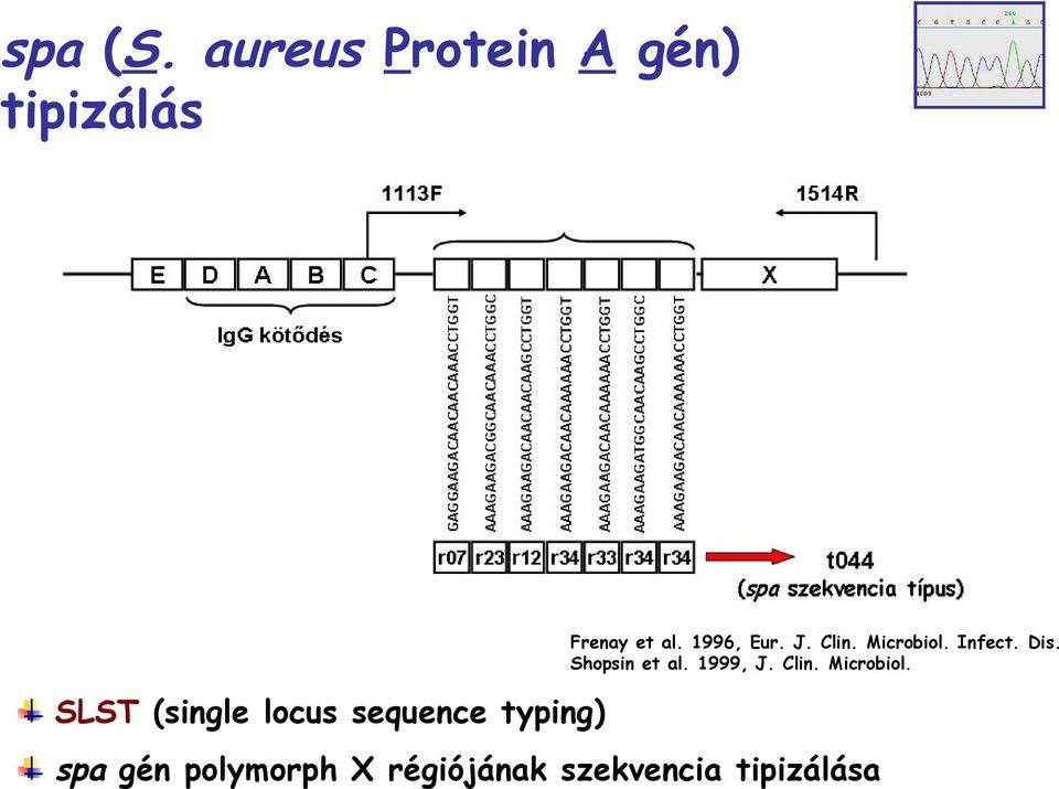 Shopsin et al. 1999, J. Clin. Microbiol.