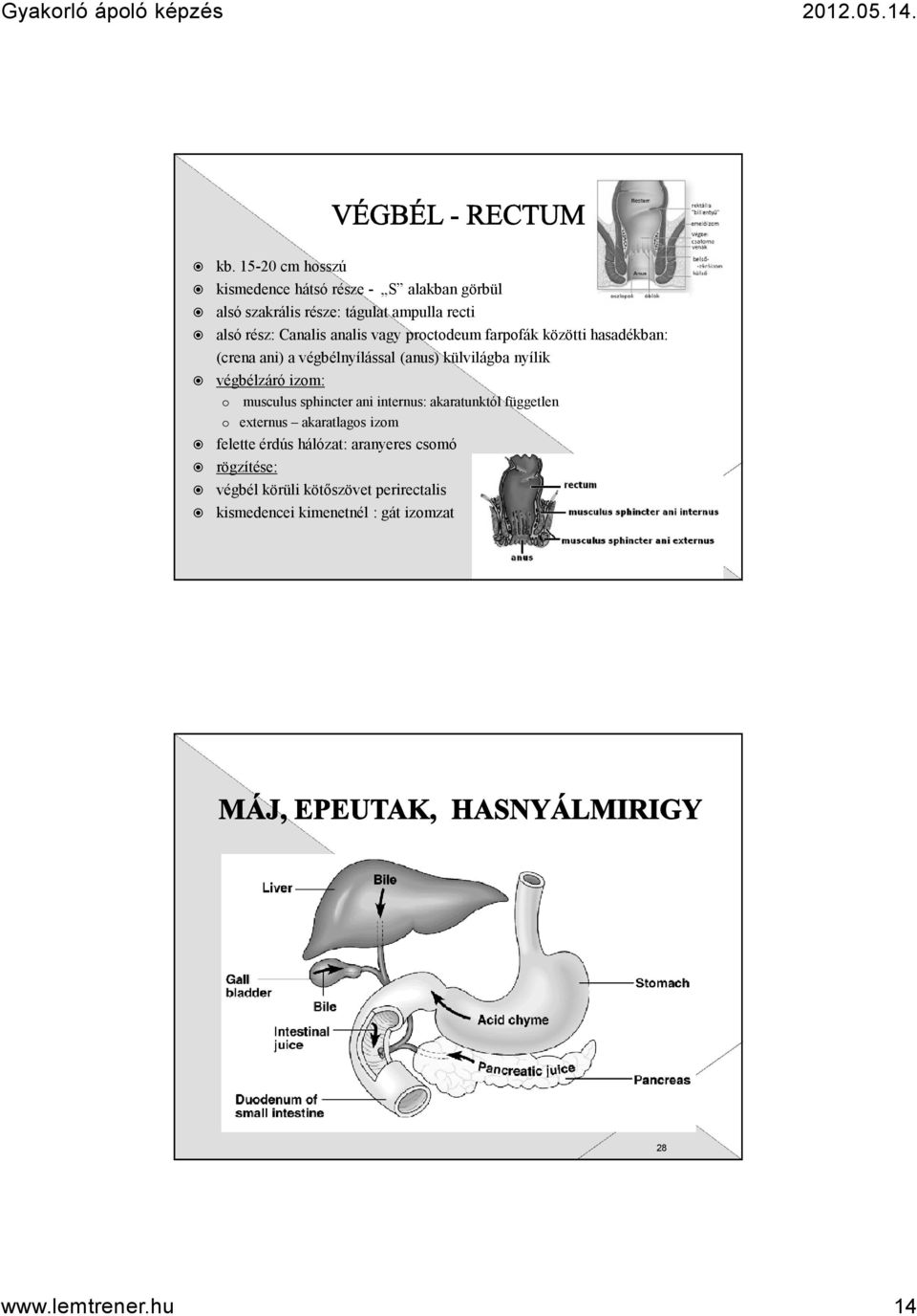 végbélzáró izom: o musculus sphincter ani internus: akaratunktól független o externus akaratlagos izom felette érdús