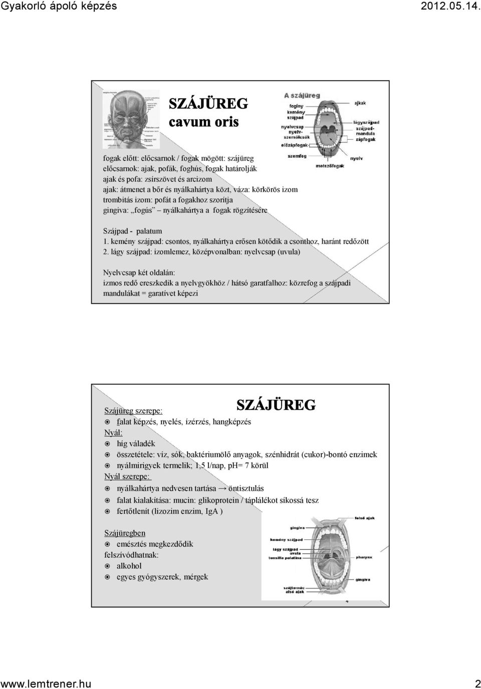 lágy szájpad: izomlemez, középvonalban: nyelvcsap (uvula) Nyelvcsap két oldalán: izmos redő ereszkedik a nyelvgyökhöz / hátsó garatfalhoz: közrefog a szájpadi mandulákat = garatívet képezi Szájüreg