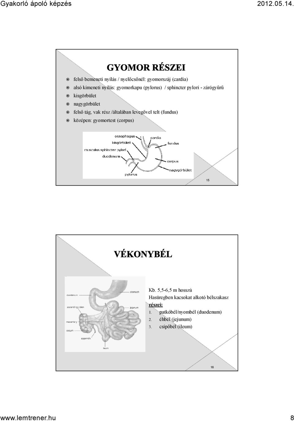 telt (fundus) középen: gyomortest (corpus) 15 Kb.