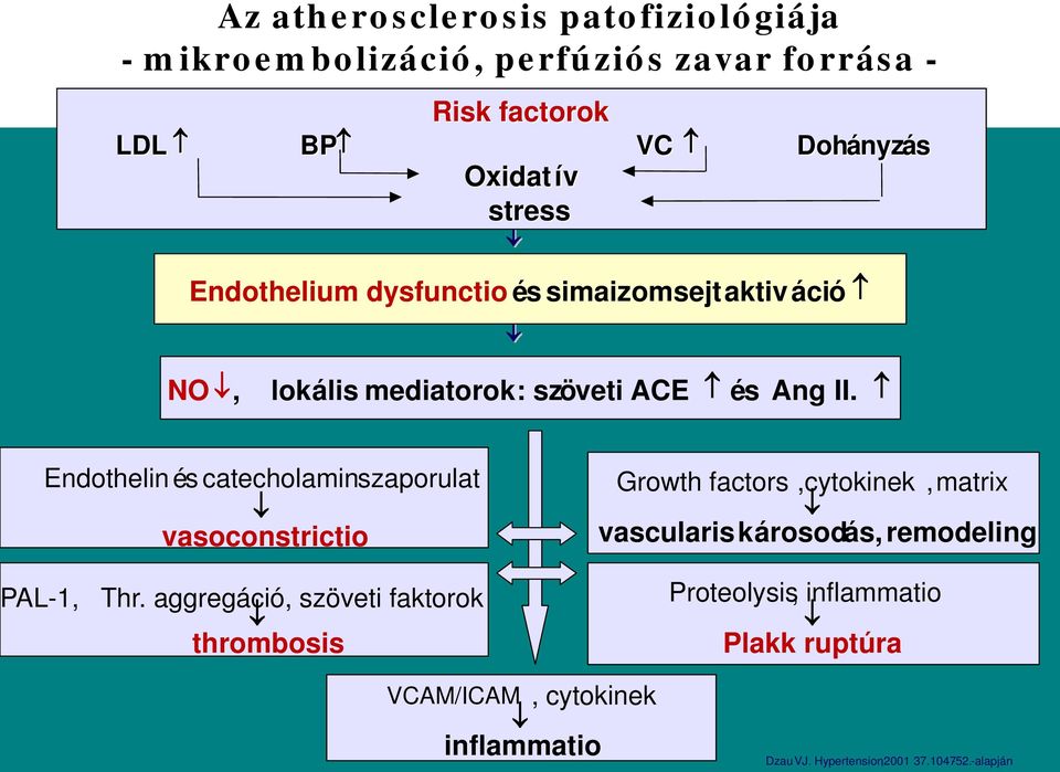 Endothelin é s catecholamin szaporulat vasoconstrictio PAL-1, Thr.