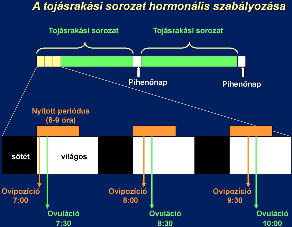 periódus (8-9 óra) sötét világos Ovipozíció 7:00 Ovuláció