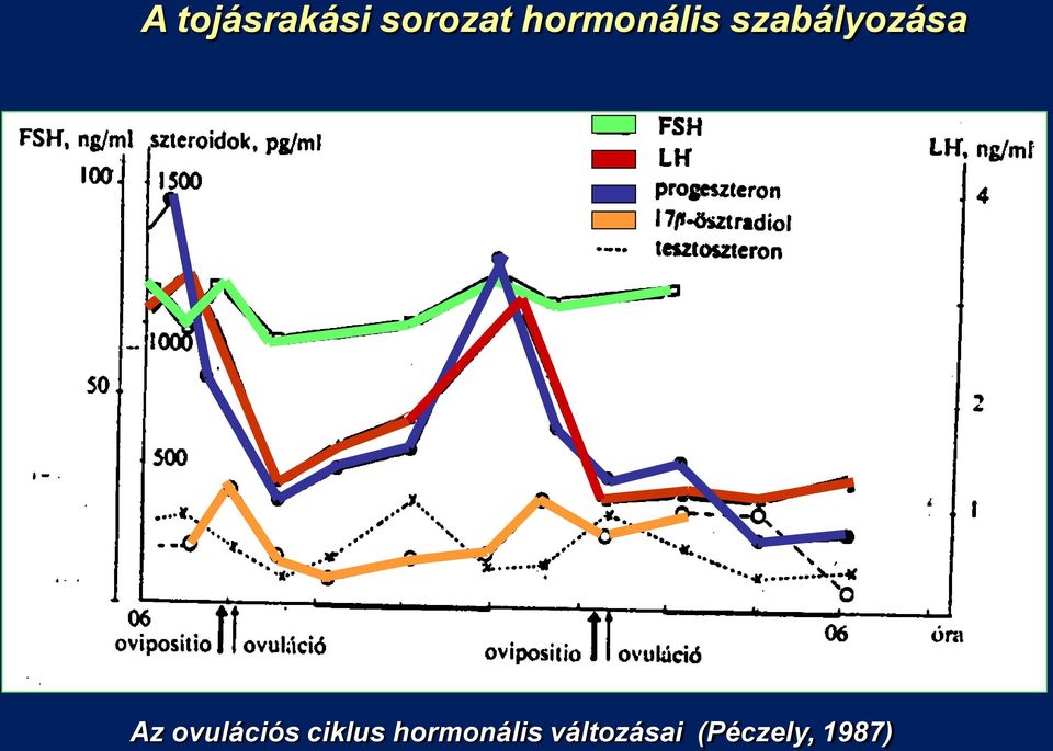 Az ovulációs ciklus