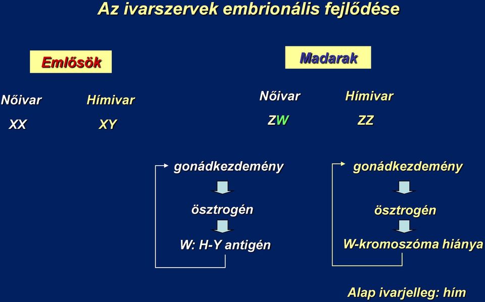 gonádkezdemény gonádkezdemény ösztrogén ösztrogén