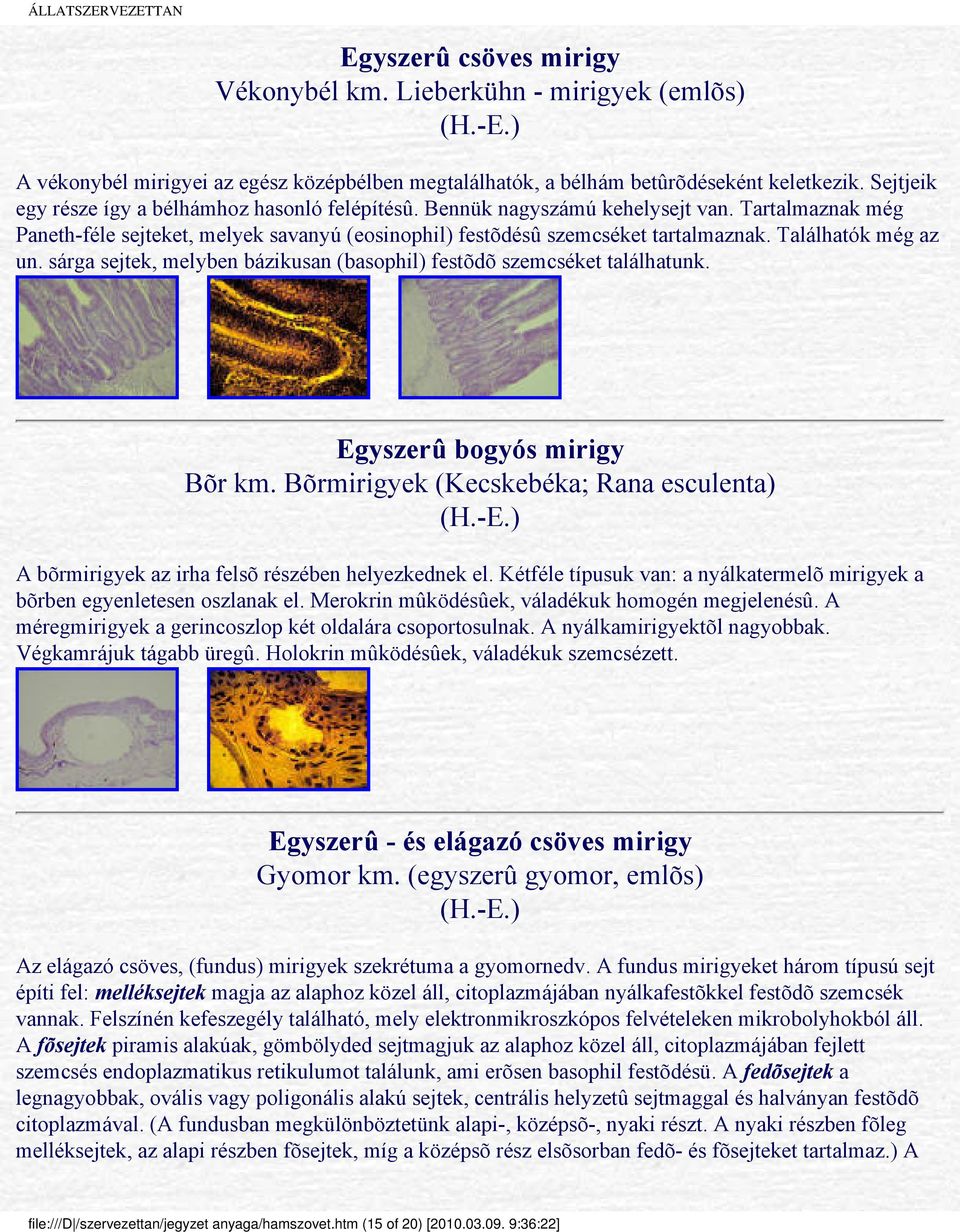 Találhatók még az un. sárga sejtek, melyben bázikusan (basophil) festõdõ szemcséket találhatunk. Egyszerû bogyós mirigy Bõr km.