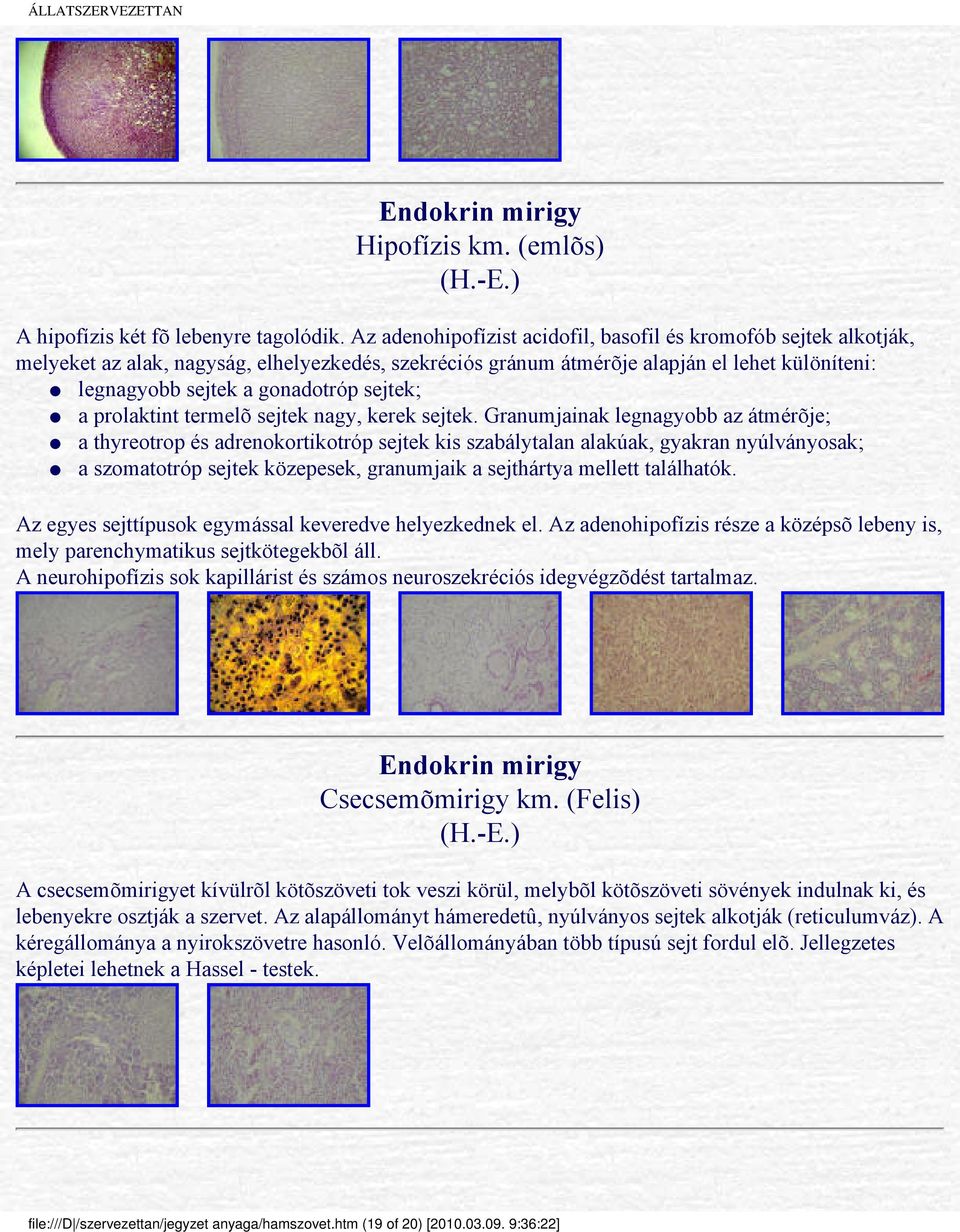 sejtek; a prolaktint termelõ sejtek nagy, kerek sejtek.