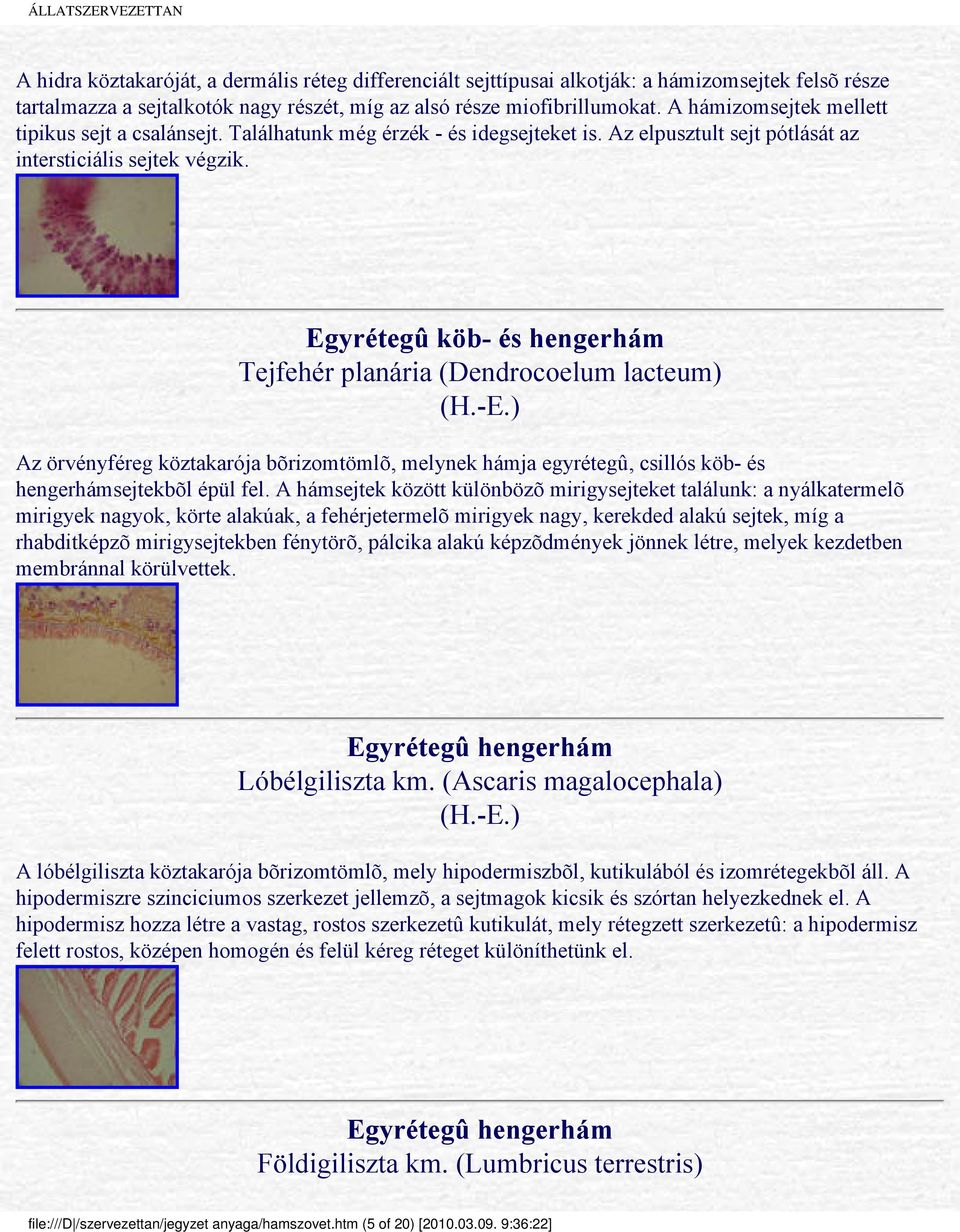 Egyrétegû köb- és hengerhám Tejfehér planária (Dendrocoelum lacteum) Az örvényféreg köztakarója bõrizomtömlõ, melynek hámja egyrétegû, csillós köb- és hengerhámsejtekbõl épül fel.