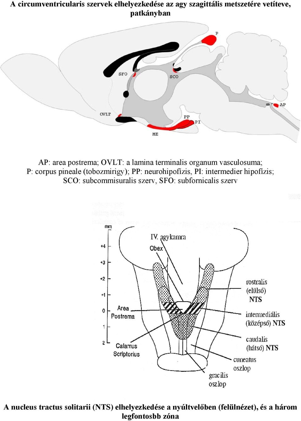 neurohipofízis, PI: intermedier hipofízis; SCO: subcommisuralis szerv, SFO: subfornicalis szerv A