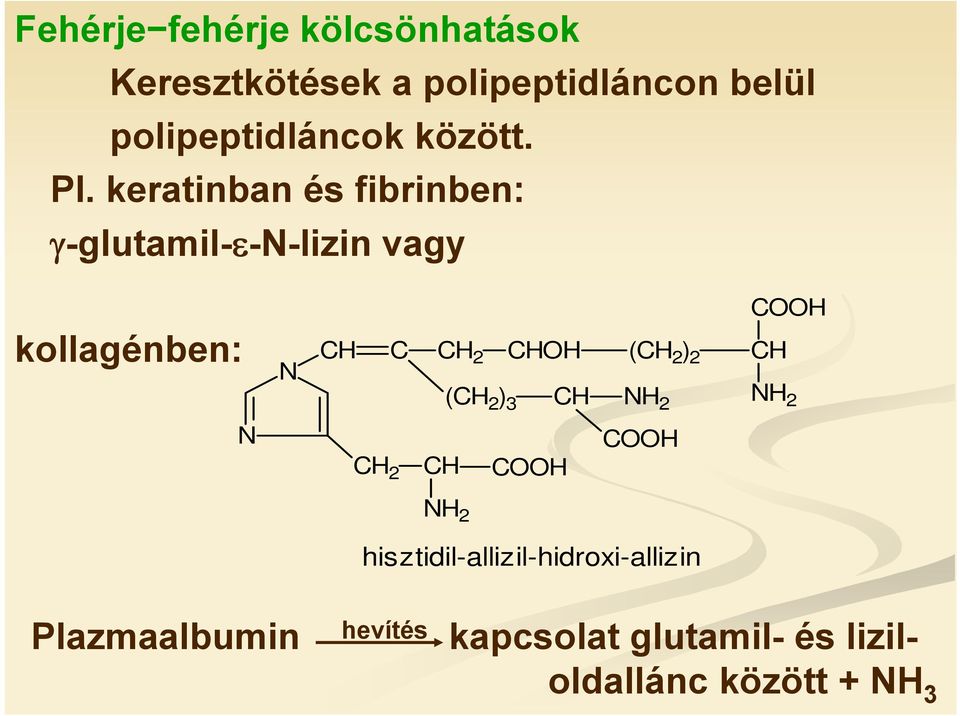keratinban és fibrinben: γ-glutamil-ε-n-lizin vagy H kollagénben: N H HH ( ) 2