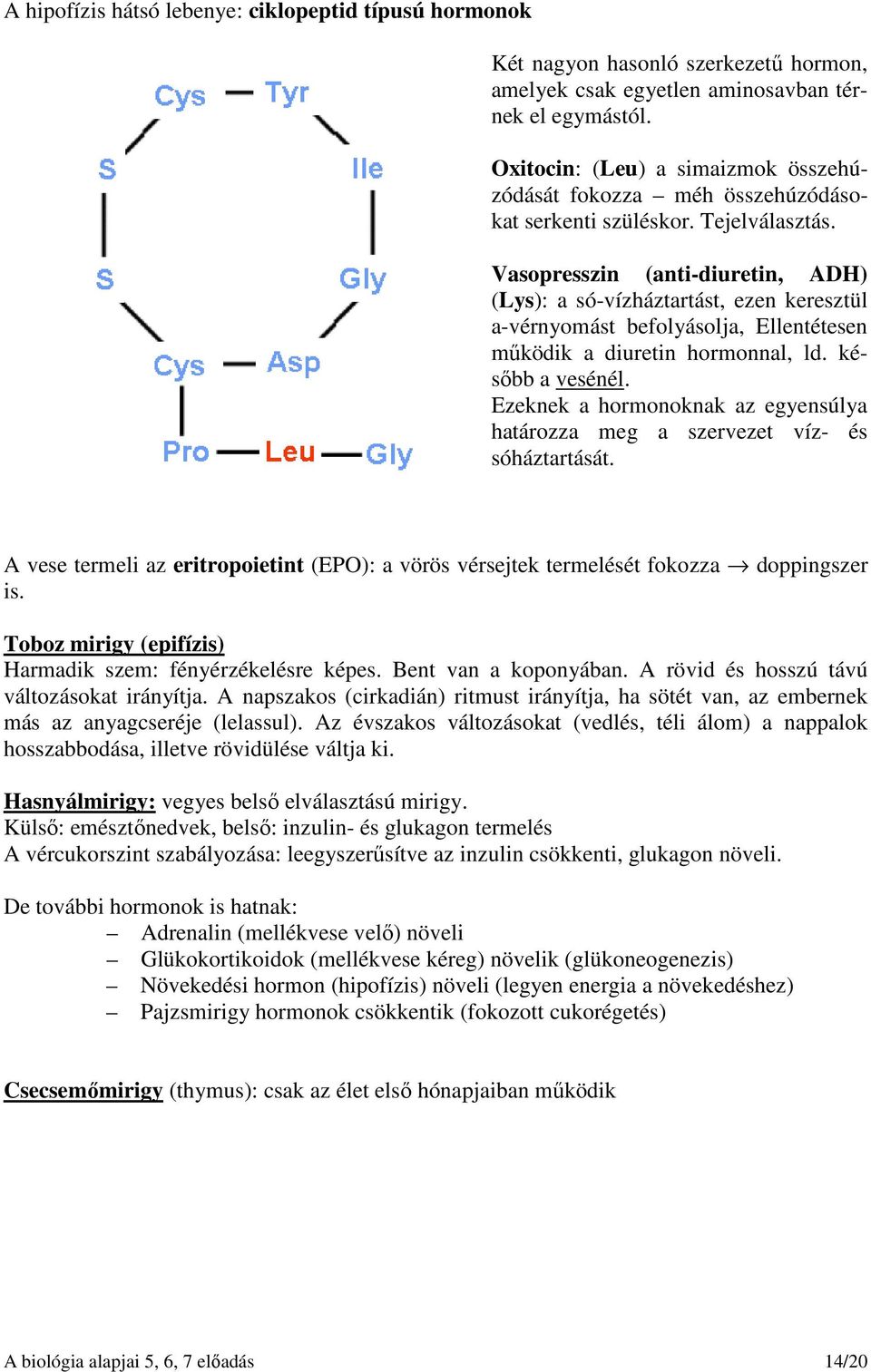 Vasopresszin (anti-diuretin, ADH) (Lys): a só-vízháztartást, ezen keresztül a-vérnyomást befolyásolja, Ellentétesen működik a diuretin hormonnal, ld. később a vesénél.