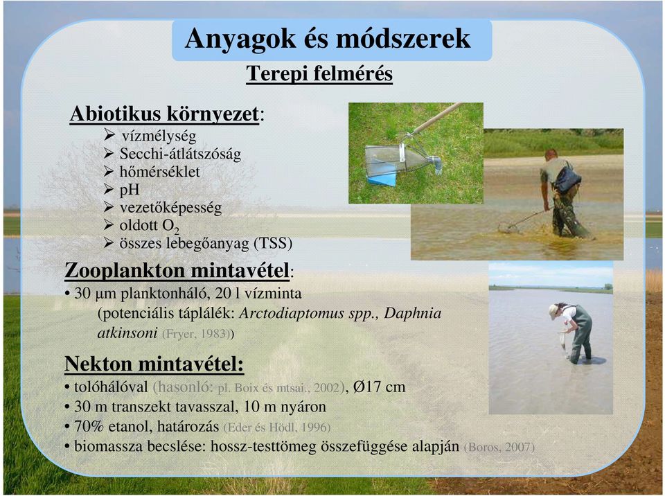 , Daphnia atkinsoni (Fryer, 1983)) Nekton mintavétel: tolóhálóval (hasonló: pl. Boix és mtsai.
