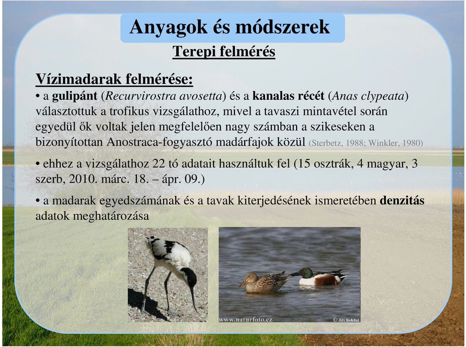 bizonyítottan Anostraca-fogyasztó madárfajok közül (Sterbetz, 1988; Winkler, 1980) ehhez a vizsgálathoz 22 tó adatait használtuk fel (15