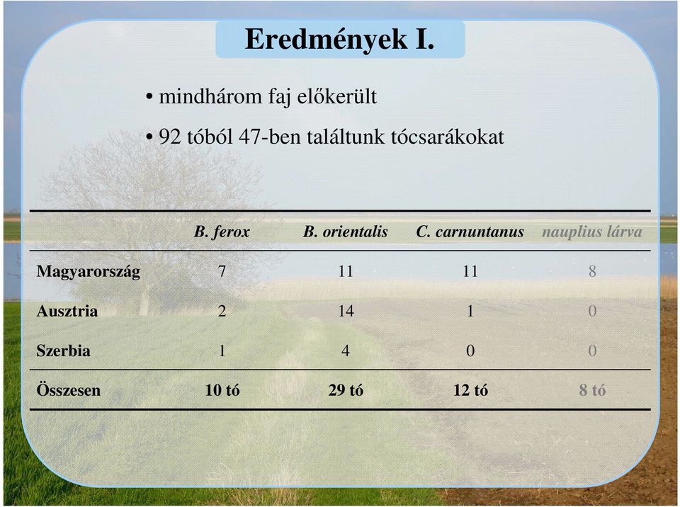 tócsarákokat B. ferox B. orientalis C.