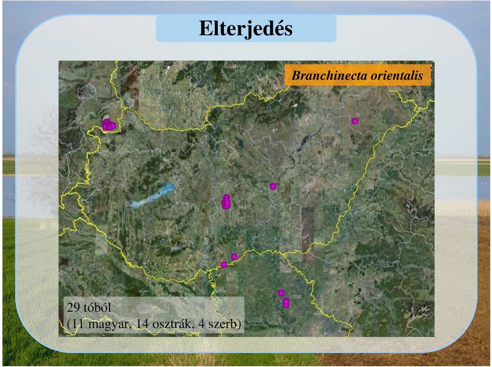 orientalis 29