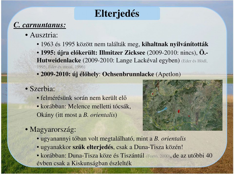 felmérésünk során nem került elő korábban: Melence melletti tócsák, Okány (itt most a B. orientalis) Magyarország: ugyanannyi tóban volt megtalálható, mint a B.