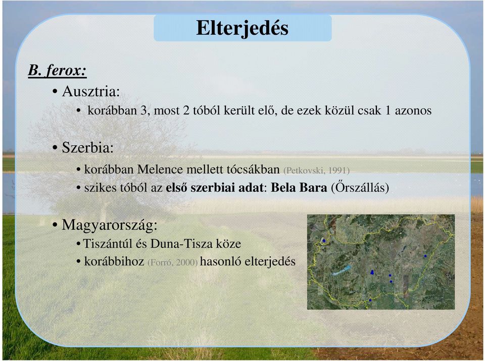 1991) szikes tóból az első szerbiai adat: Bela Bara (Őrszállás)