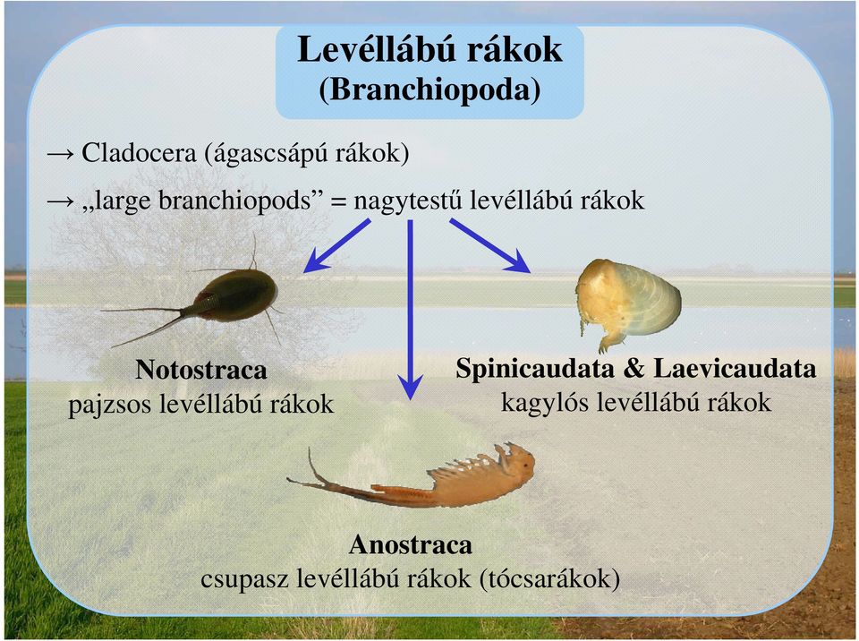 pajzsos levéllábú rákok Spinicaudata & Laevicaudata kagylós