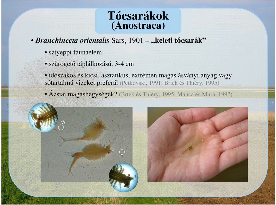 extrémen magas ásványi anyag vagy sótartalmú vizeket preferál (Petkovski, 1991;