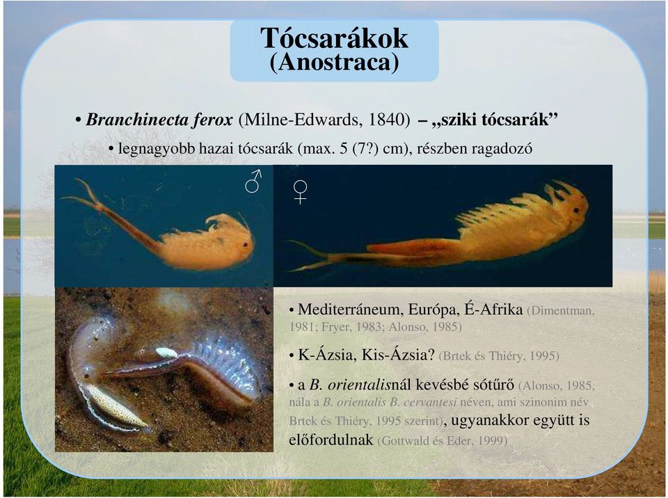 Kis-Ázsia? (Brtek és Thiéry, 1995) a B. orientalisnál kevésbé sótűrő (Alonso, 1985, nála a B. orientalis B.