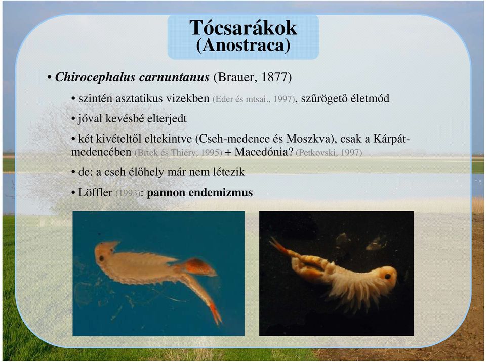 eltekintve (Cseh-medence és Moszkva), csak a Kárpátmedencében (Brtek és Thiéry, 1995) +