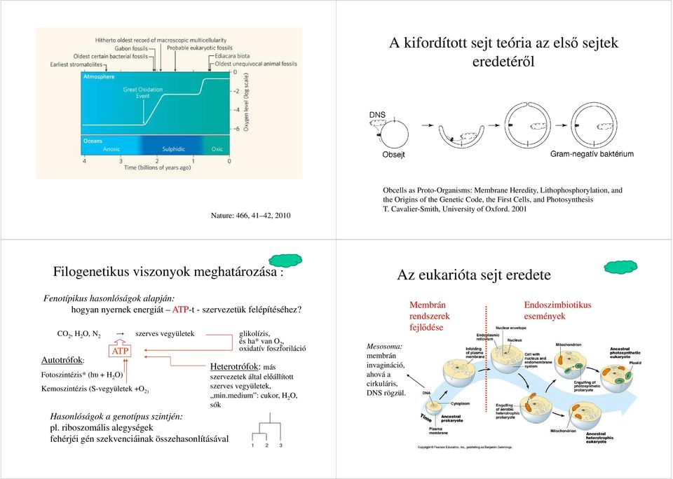 2001 Filogenetikus viszonyok meghatározása : Az eukarióta sejt eredete Fenotípikus hasonlóságok alapján: hogyan nyernek energiát ATP-t - szervezetük felépítéséhez?