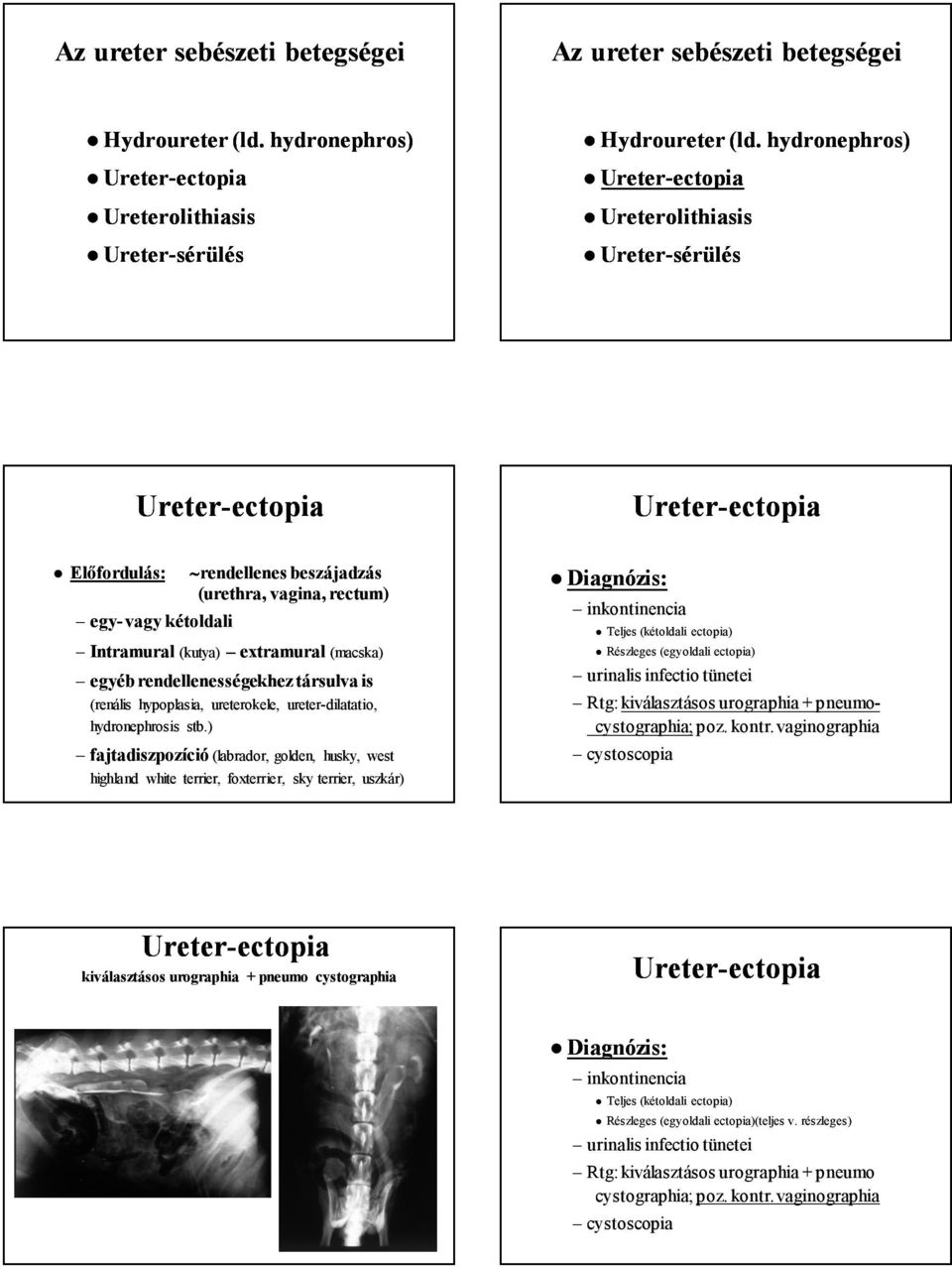 rendellenességekhez társulva is (renális hypoplasia, ureterokele, ureter-dilatatio, hydronephrosis stb.