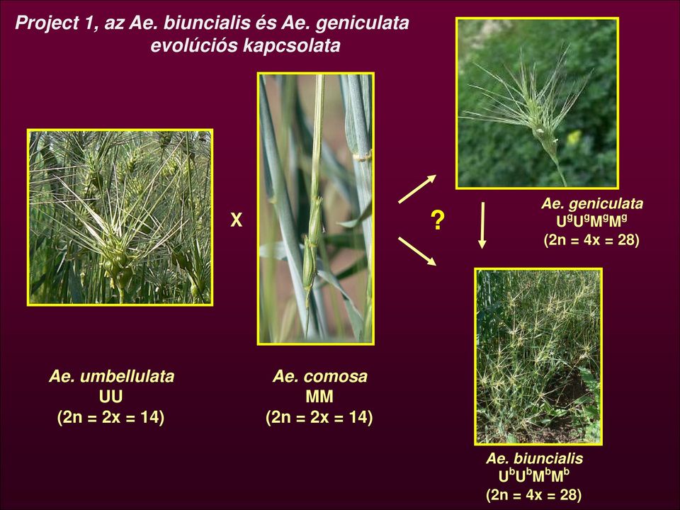 geniculata U g U g M g M g (2n = 4x = 28) Ae.