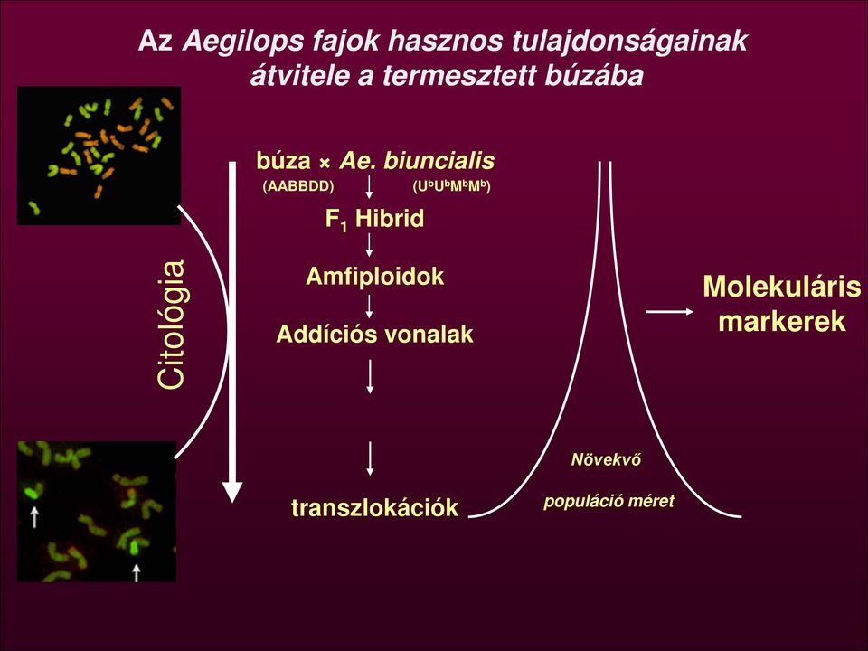 biuncialis (AABBDD) (U b U b M b M b ) F 1 Hibrid