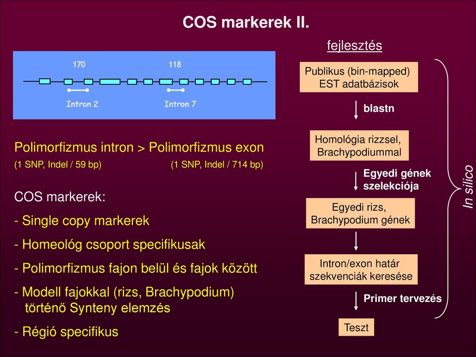 Indel / 714 bp) COS markerek: - Single copy markerek - Homeológ csoport specifikusak - Polimorfizmus fajon belül és fajok között
